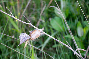 dray flower on a twig