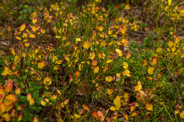 Fototapeta premium There are amazingly beautiful autumn Golden falling leaves of blueberries. Autumn natural background, selective focus, place for text.
