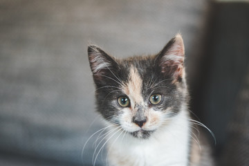 portrait of a cat