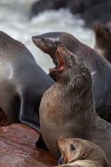 Cape Cross Seal Colony - Skeleton Coast - Namibia