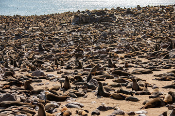 Cape Cross Seal Colony - Namibia - Africa