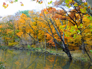 Fototapeta na wymiar Autumn Next To The River
