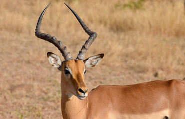 Naklejka na ściany i meble A male impala makes his way through Kruger National Park.