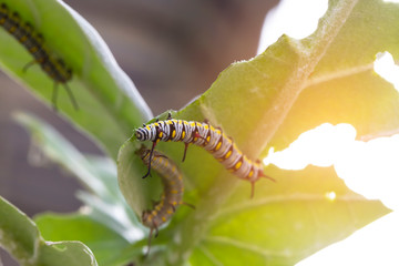 Macro shot Beautiful Caterpillar creeps on big green leaf.