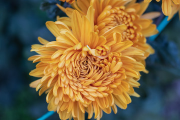 Yellow chrysanthemum close up in autumn Sunny day. Autumn flowers. Flower head