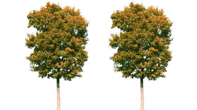 tree isolated on white background
