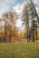 Fototapeta premium park in the autumn 
