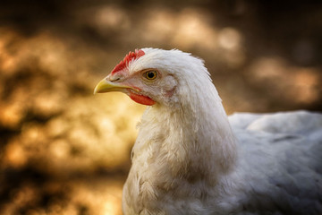 chicken on farm