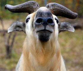 Sichuan takin or Tibetan takin is a subspecies of takin (goat-antelope). Budorcas from Greek bous...