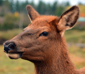 The elk, or wapiti is one of the largest species within the deer family, Cervidae, in the world,...