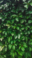 green leaves background
