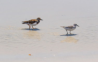 Sand Pipers