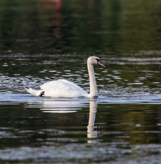 mute swan on lake erie at presque isle state park 