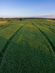 rural landscape with wheat field