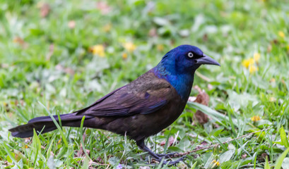 Obraz premium grackle on the green grass 