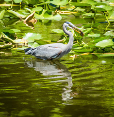 Great Blue Heron