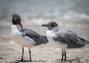 Seagulls