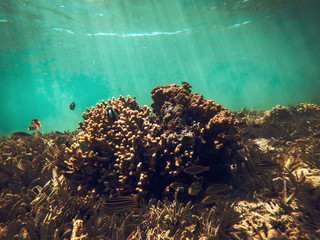 Underwater photo of summer time in Egipt 