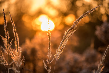 sunset in field