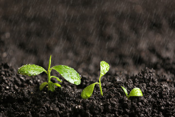 Fresh seedlings in fertile soil under rain, space for text