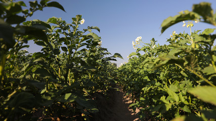 Beautiful field with blooming potato bushes on sunny day