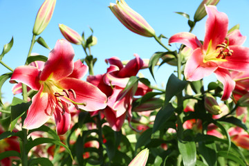 Beautiful bright pink lilies growing at flower field, closeup