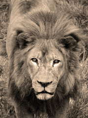 Male lion: Highly distinctive, the male lion is easily recognized by its mane, and its face is one of the most widely recognized animal symbols in human culture.  © Daniel Meunier