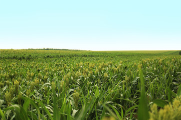 Fototapeta na wymiar Green corn plants growing on field, space for text. Organic farming