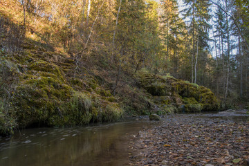 river in forest