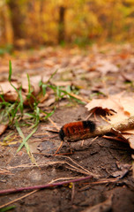 Fall colors in Canada