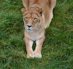 Female lion is one of the four big cats in the genus Panthera, and a member of the family Felidae.
