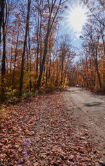 Obraz premium Fall colors in Canada