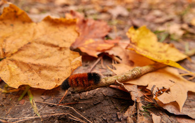 Fall colors in Canada