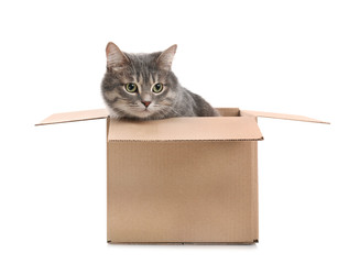 Cute grey tabby cat sitting in cardboard box on white background
