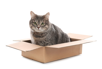 Cute grey tabby cat sitting in cardboard box on white background