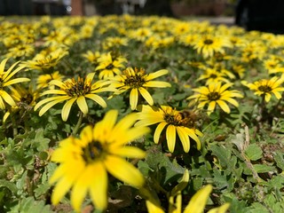 field of yellow flowers