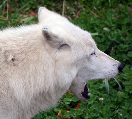 Arctic Wolf or Polar White Wolf, is a subspecies of the Gray Wolf, a mammal of the family Canidae....