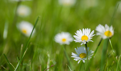 daisies in green grass