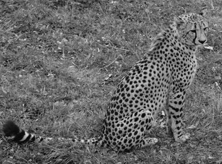 The cheetah is a large-sized feline inhabiting most of Africa and part of the Middle East.The cheetah is the only extant member of the genus Acinonyx,most notable for modifications in the species paws © Daniel Meunier