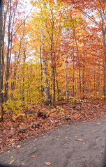 Fall colors in Canada