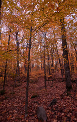 Fototapeta premium Fall colors in Canada