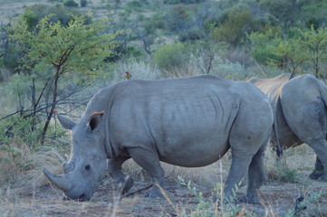 Obraz premium portrait of a cute male bull white Rhino in greater Kruger in South Africa