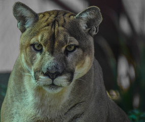 Naklejka premium Closeup portrait of a captive Cougar also known as Puma in a Zoo in South Africa