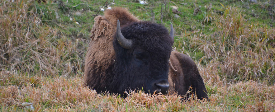 Bison are large, even-toed ungulates in the genus Bison within the subfamily Bovinae.