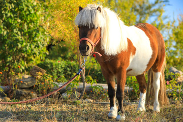Beautiful pony outdoors on sunny day. Pet horse
