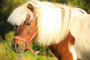 Beautiful pony outdoors on sunny day. Pet horse