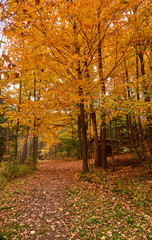 Fall colors in Canada