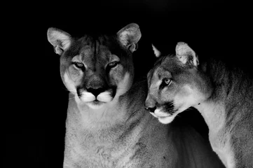 Foto op Plexiglas Close-upportret van een in gevangenschap gehouden Cougar, ook bekend als Puma, in een dierentuin in Zuid-Afrika © shams Faraz Amir