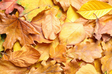 Pile of autumn leaves as background, top view
