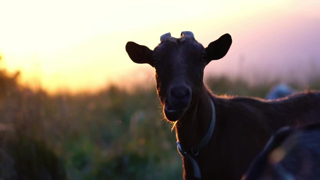 Farm animal close up portrait. Goat on green pasture. Concept of livestock agriculture, farming, work on a farm, organic eco farm. 